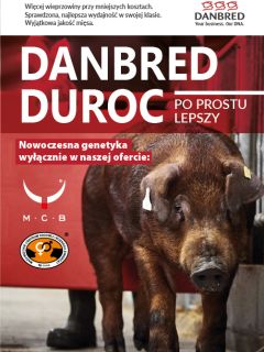 DanBred DUROC - same korzyści !!!