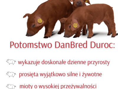 JUŻ w NASZEJ OFERCIE: nasienie knurów rasy DanBred Duroc